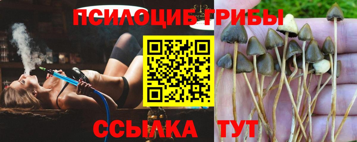 Псилоцибиновые грибы Psilocybine cubensis  Вход с VPN  Лесосибирск 