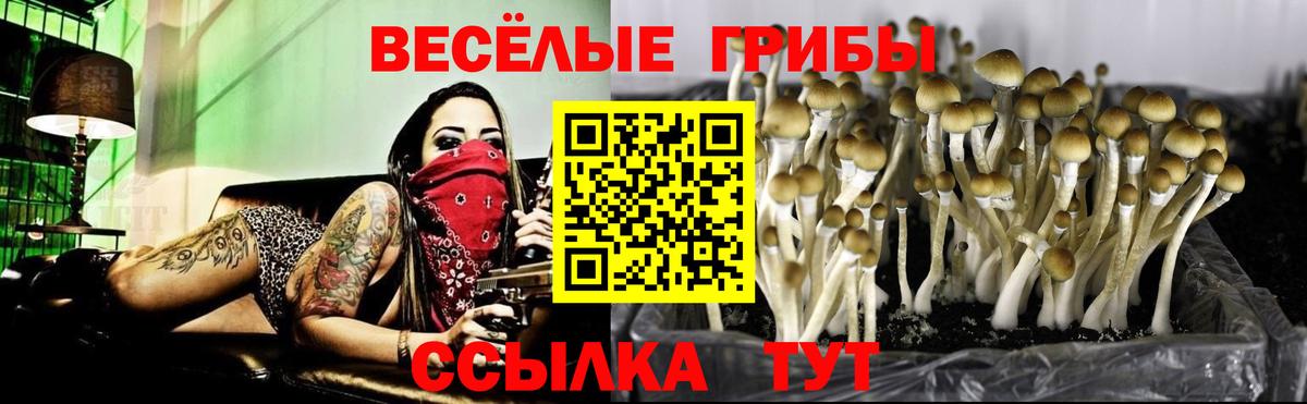 Галлюциногенные грибы Psilocybine cubensis Лесосибирск